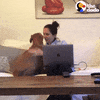 Work From Home Pets GIF by The Dodo