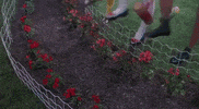 garden GIF