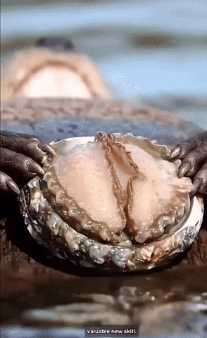 k10k giphyupload otter GIF