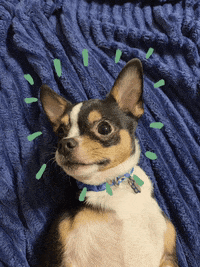 penguin1425 dog burst oreo GIF
