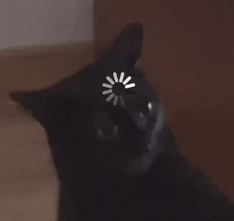 Cat Kitty GIF