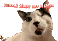 Cat Beans Sticker