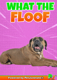 PetJuvenate petjuvenate henlo hooman fren love rescue dogs treatos and woofer for pupper GIF