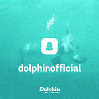 dolphindiscoveryofficial follow snapchat dolphins delfines GIF