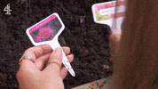 Flowers Shock GIF by Hollyoaks