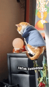 Crystal Ball Cat GIF by STAGEWOLF