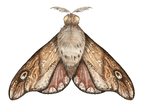 Butterfly Mola Sticker by Mysľomágovia