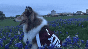 happy texas am GIF by Texas A&M University