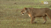 soul of the cat GIF by Nat Geo Wild 
