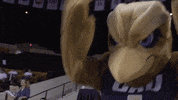Golden Eagles Oru GIF by Oral Roberts University