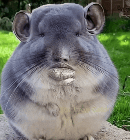 Chinchilla GIF