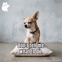 Tell Me Chihuahua GIF by Woofzara