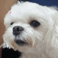 Puppy 하트 GIF