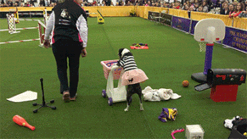 dog GIF by Westminster Kennel Club