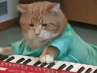 cat piano GIF