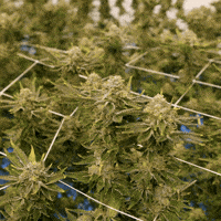 Grow Growing Pains GIF by Exclusive Brands