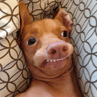 stienda  GIF
