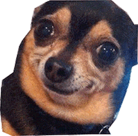dog GIF by namslam
