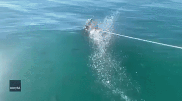 Diver Braves Close Encounter With Great White Shark
