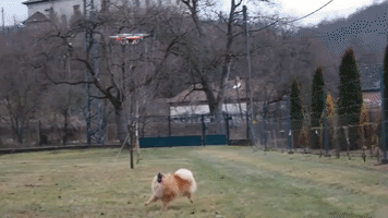 Drone Doesn't Stand a Chance Against This Pomeranian