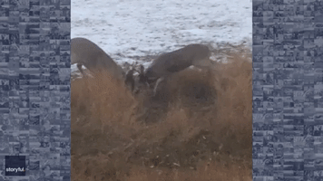 Pair of Whitetail Bucks Fight in Montana Backyard