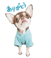 Dog Thank You Sticker