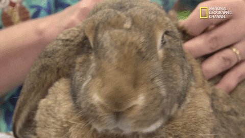 Nat Geo Wild Bunny GIF by Dr. K's Exotic Animal ER