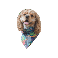 Cocker Spaniel Smiling Dog Sticker by Geekster Pets