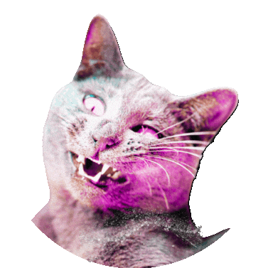 ekekeklunagarcia giphyupload cat cats funny cat Sticker