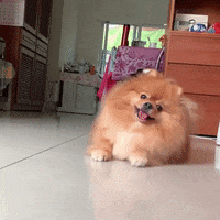 Pom 狗 GIF