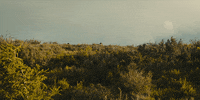 slow west GIF by A24