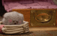 tweedyandfluff love cute christmas friends GIF