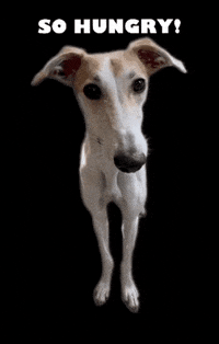 Hungry Dog GIF by De Graafschap Dierenartsen