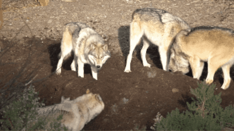 Wolf Digging GIF by Oakland Zoo