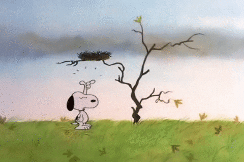 charlie brown thanksgiving GIF by Peanuts