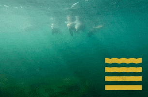 PLNU swimming underwater loma plnu GIF