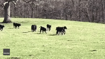 Baby Angus Cattle Run Around Illinois Farm
