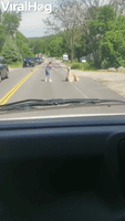 Llama Doesn't Want to Move off the Road