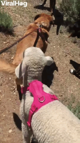 Lost Lamb Becomes Loyal Pack Member