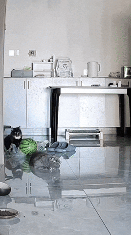 cuteanimalland giphyupload GIF