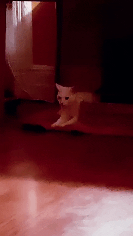 Cat GIF by Kimmy Ramone