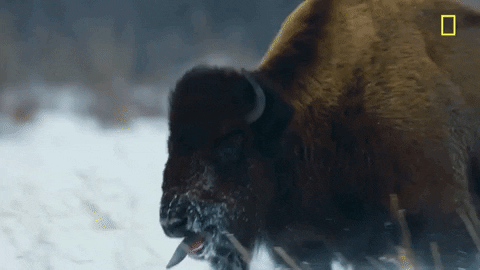 nat geo hostile planet GIF by National Geographic Channel