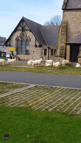 Goats Make Themselves at Home at Church in Welsh Seaside Town