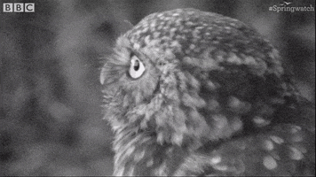 United Kingdom Hello GIF by BBC Earth