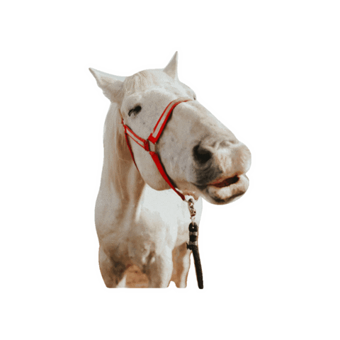 Horserescue Sticker by All Seated in a Barn