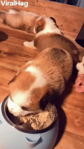 Weaning Meal for Cute Corgi