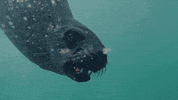 Hungry Discovery Channel GIF by Shark Week