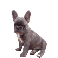 dog puppy STICKER by imoji