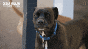 Nat Geo Dog GIF by National Geographic Channel
