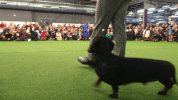 dog show dogs GIF by Westminster Kennel Club